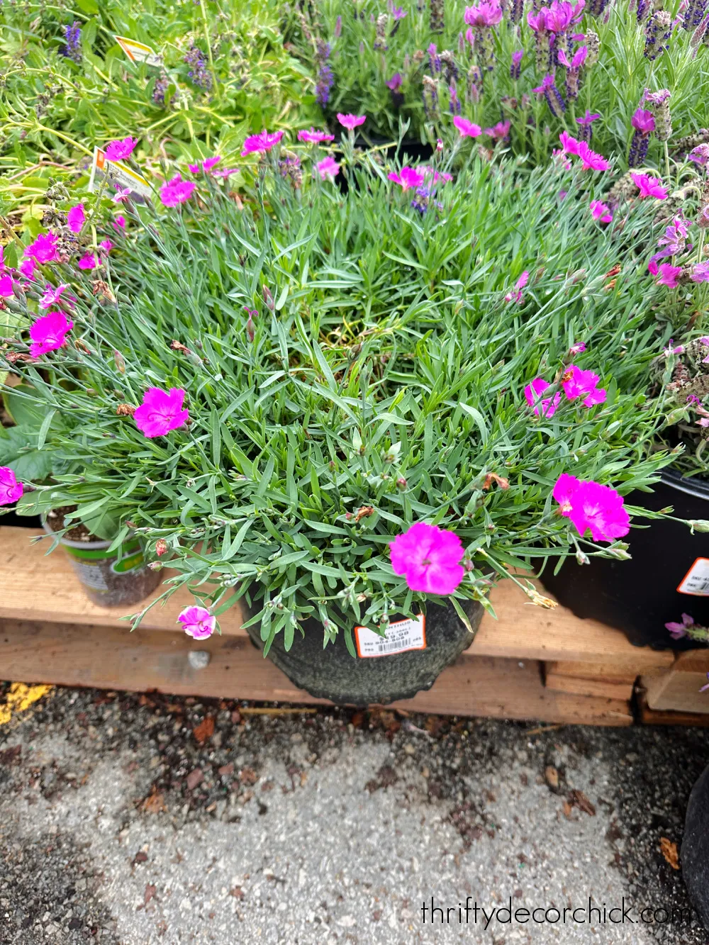 large pink dianthus